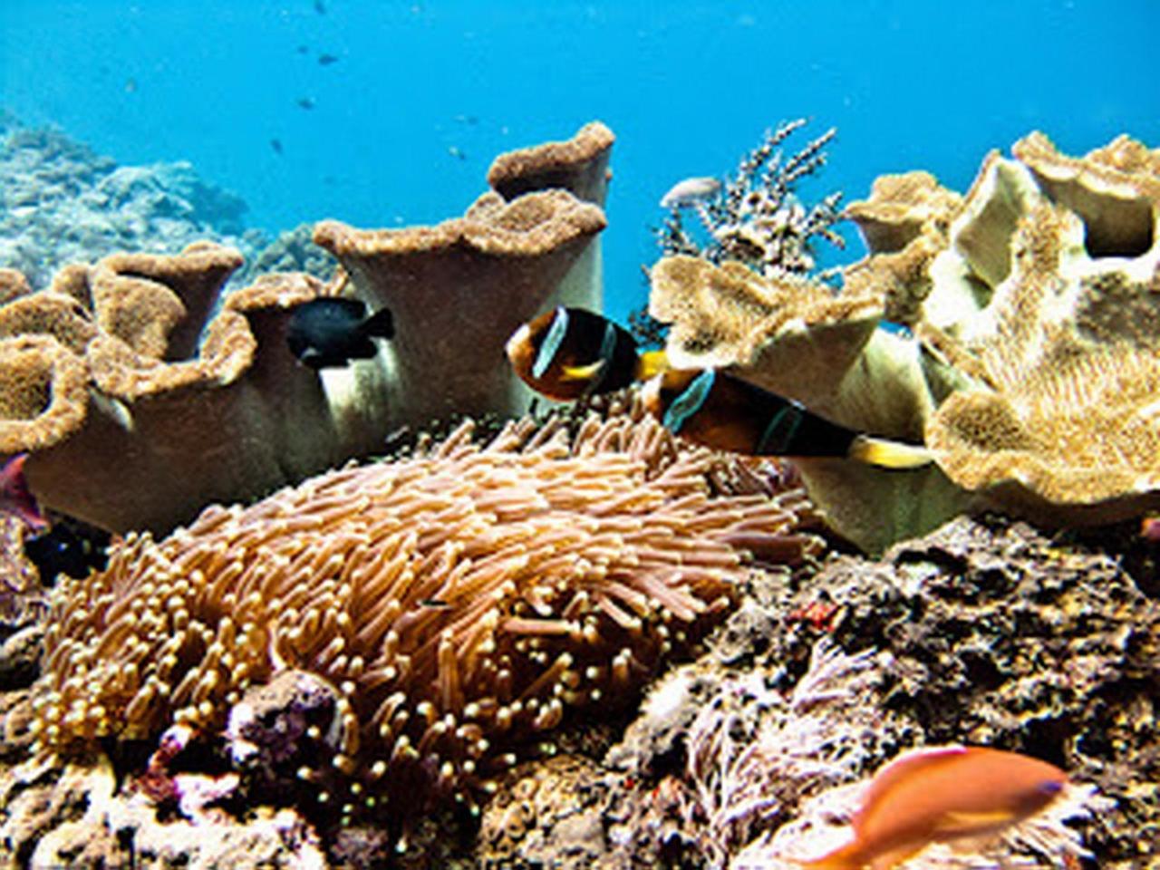 Ocean Hostel Ceningan Island Exterior foto